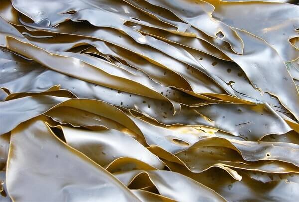 Способствует похудению. Содержащийся в ламинарии йод ускоряет метаболизм, что, в свою очередь, способствует повышенной активности человека, снижению лишнего веса. Продукт низкокалорийный всего
  Для сжигания 1 молекулы жира требуются 2 молекулы йода.
 
 
 