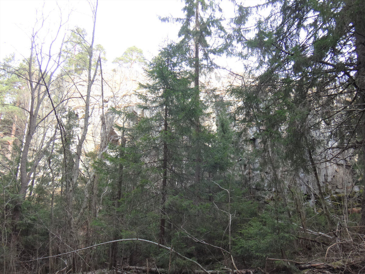 Лес у подножья Паасо