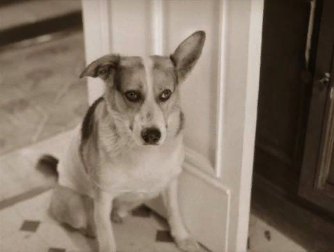 Трудно поспорить с тем, что песик имел очень выразительный взгляд.