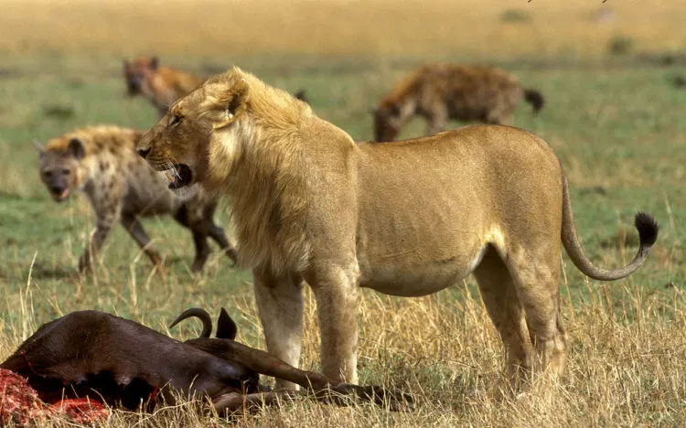 Гиены доедают остатки трапезы львов - пример нахлебничества