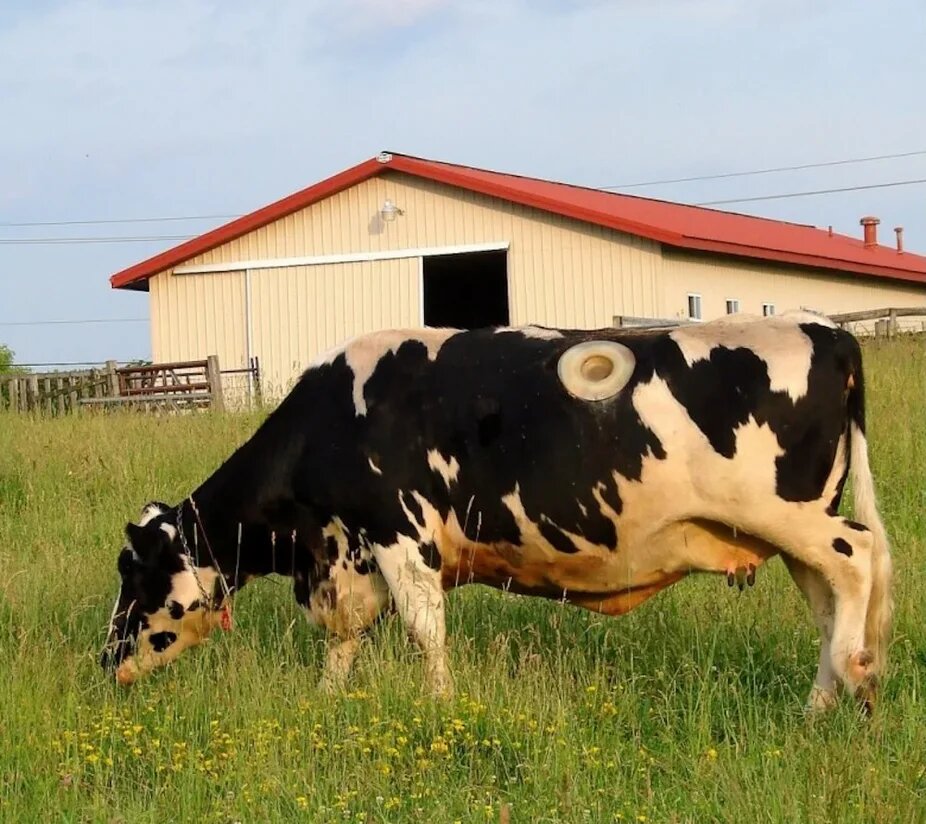 Фотография наглым образом украдена с просторов всемирной паутины.
