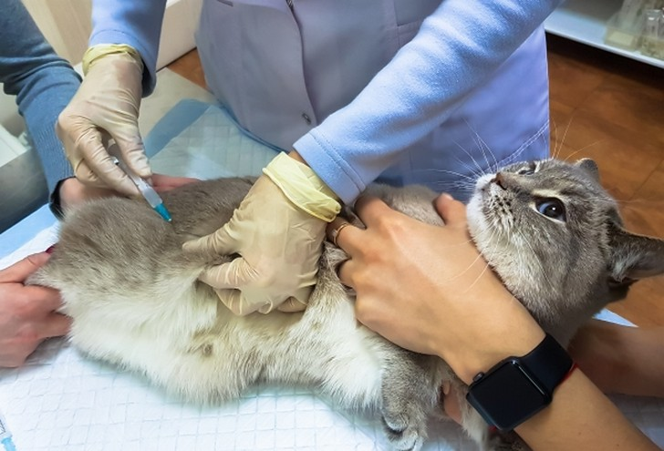 Где делают кошка. Химическая стерилизация кошек.