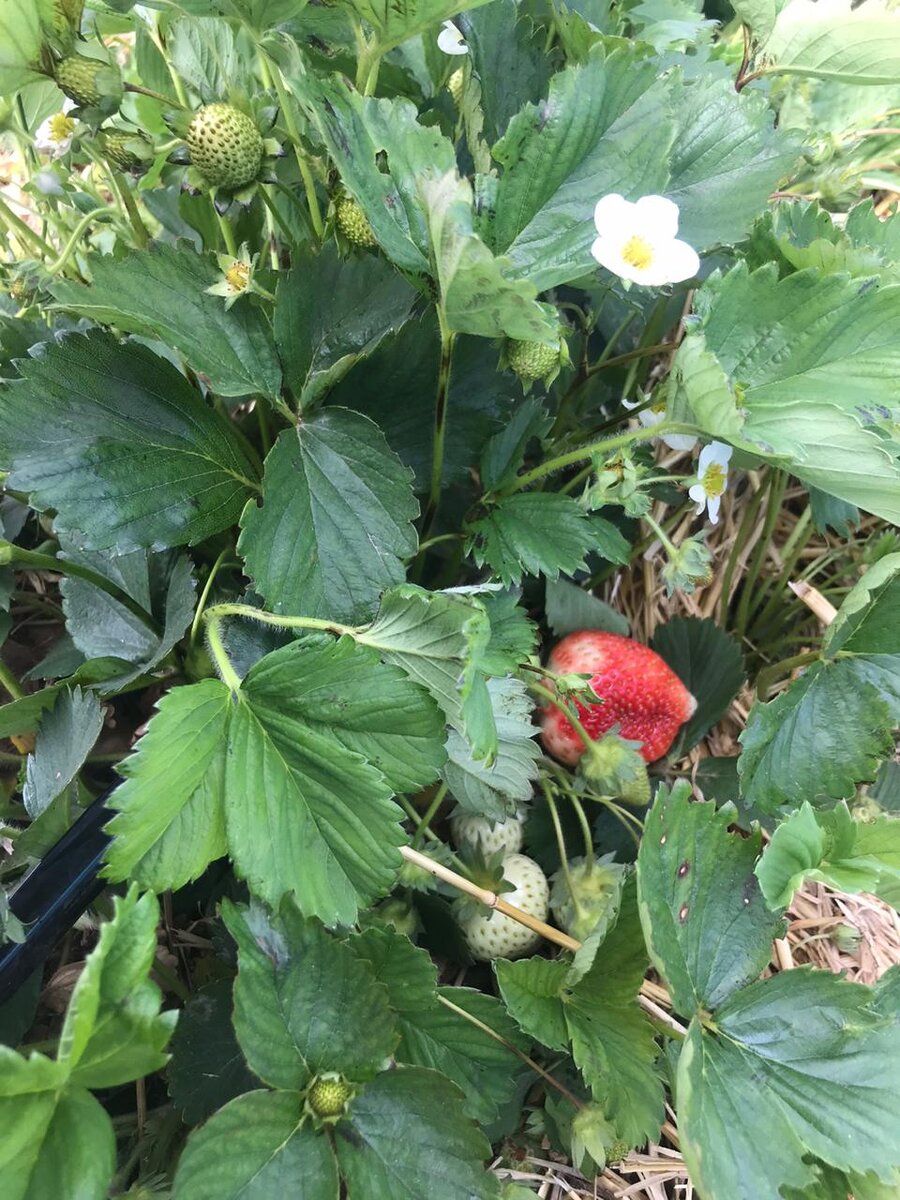 Сладкая, сочная, нежная! Прямо тает во рту!!!!!