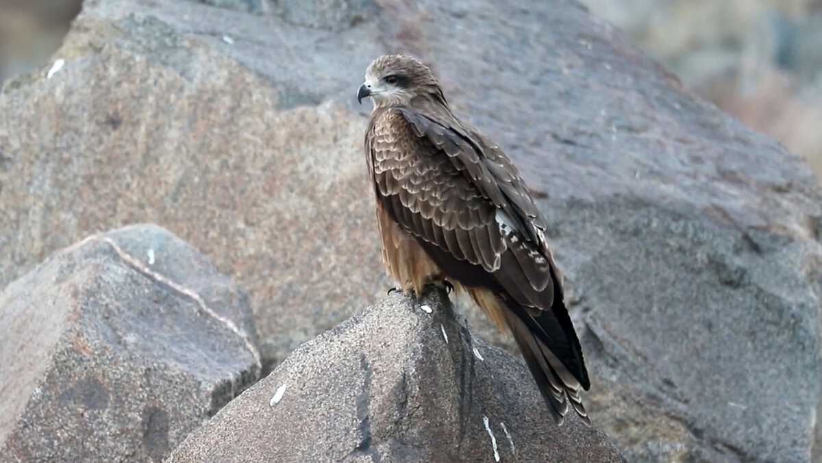 Чёрный коршун