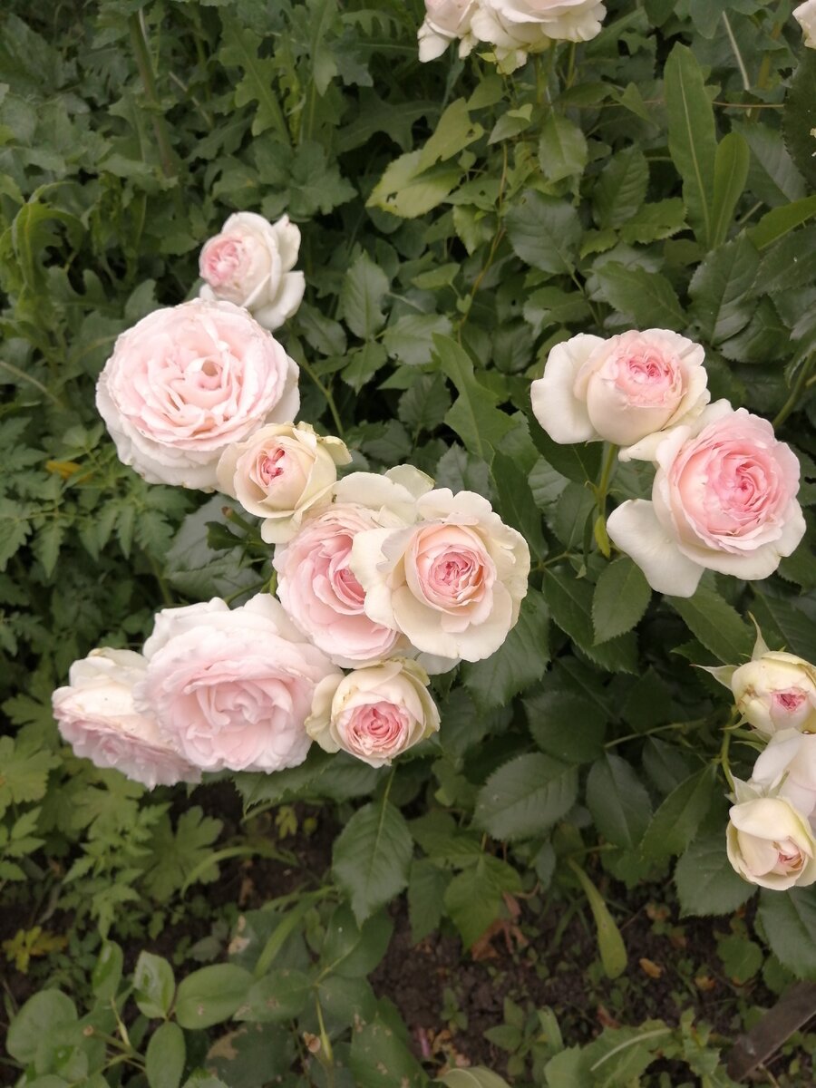 Найдите 5 отличий. Розы Пьер де Ронсар и Пале Рояль. | Про розы, сад и  путешествия | Дзен
