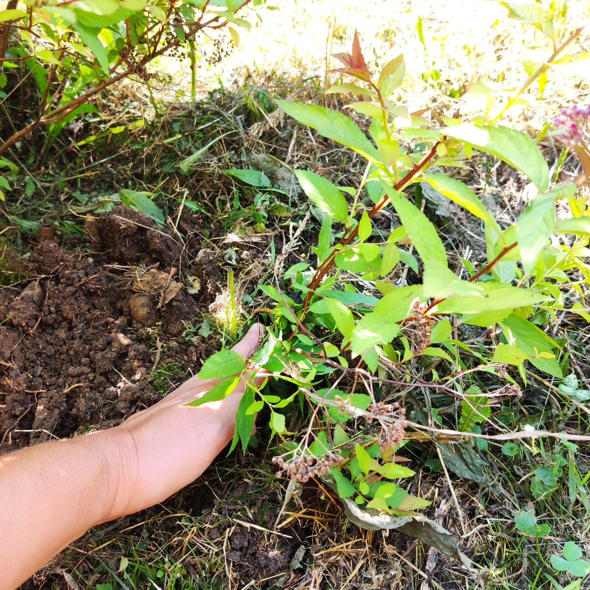 Наклонила и присыпала