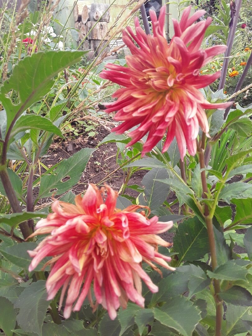 Косматые игольчатые сорта георгинов мне не очень нравятся, но ничего не попишешь, ибо мой номер здесь шестнадцатый, потому что я просто хранитель