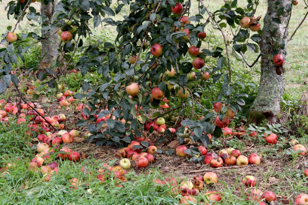 Опавшие по непонятным причинам яблоки