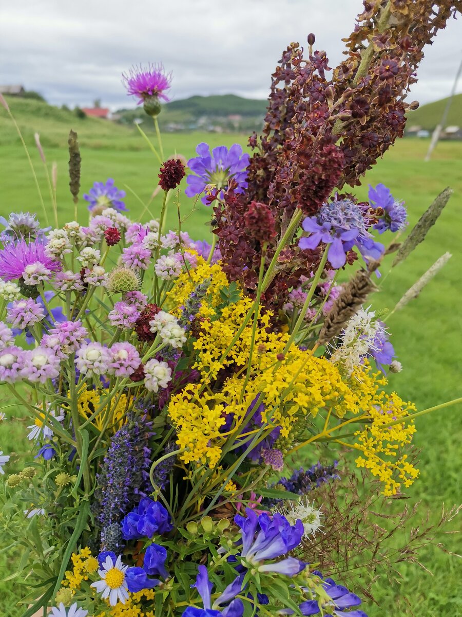 Полевые цветы