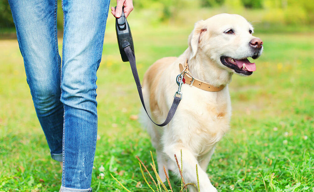 Для собаки обучение - ходить рядом с вами на свободном поводке, не натягивая его - является обязательным.