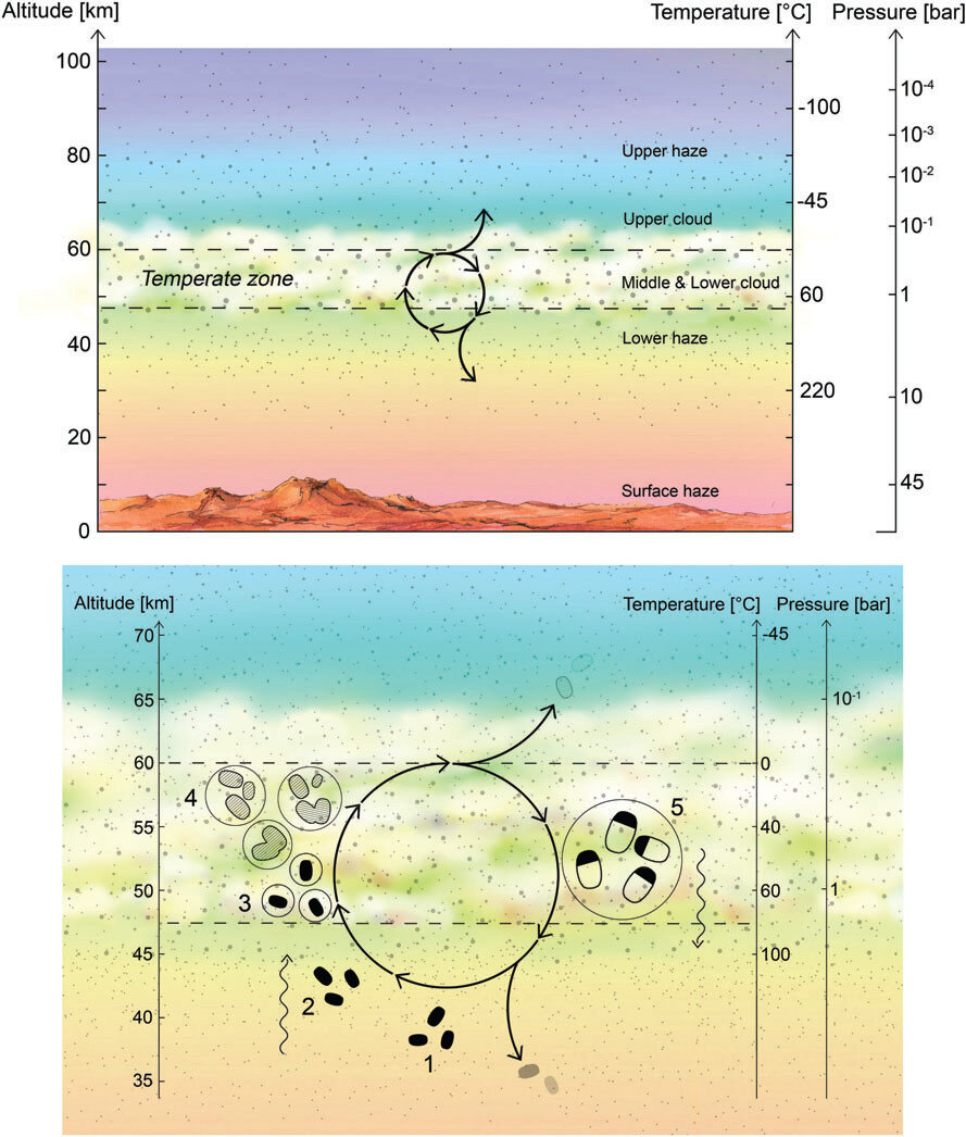 Гипотетический жизненный цикл микроорганизмов в слое атмосферы Венеры на высоте 50—60 км. S. Seager et al., Astrobiology (2020).