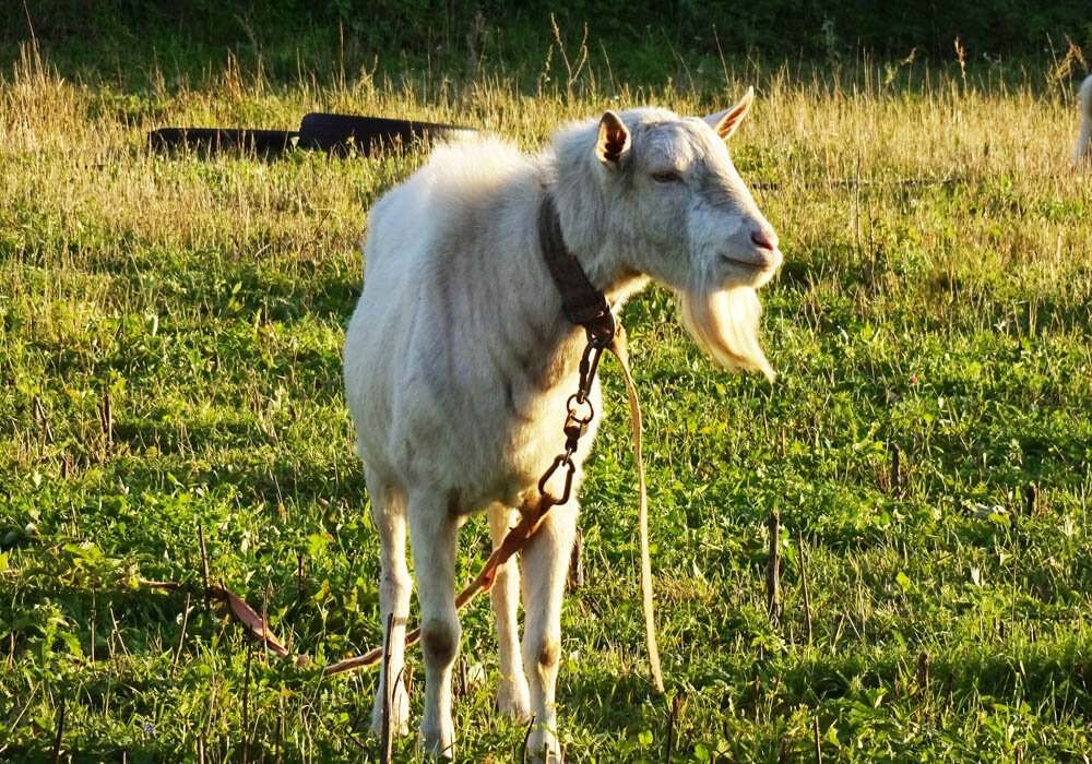 Соседский козлик