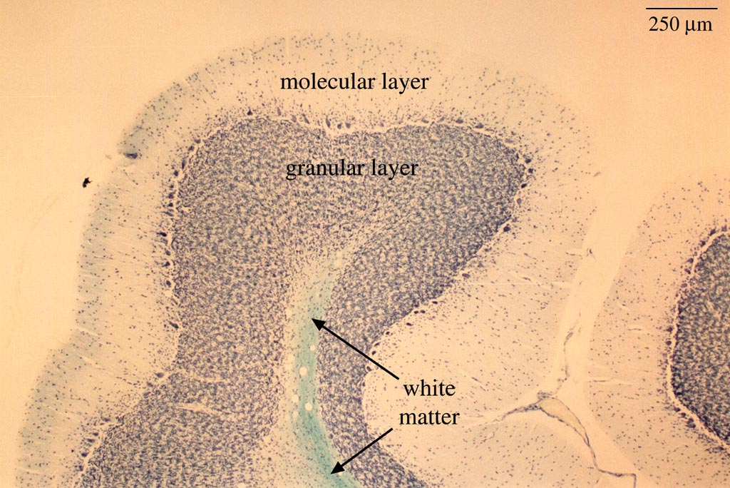 препарат мозжечка в 4-кратном увеличении (атлас Concordia college)