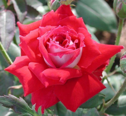 Фото с сайта vk.com/albums92151846