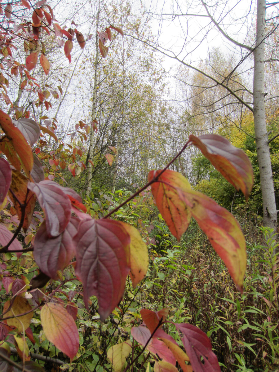 Всему виной листопад?