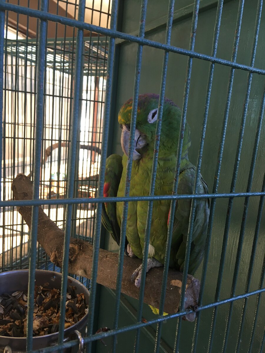 Попугайчики в Африкариуме