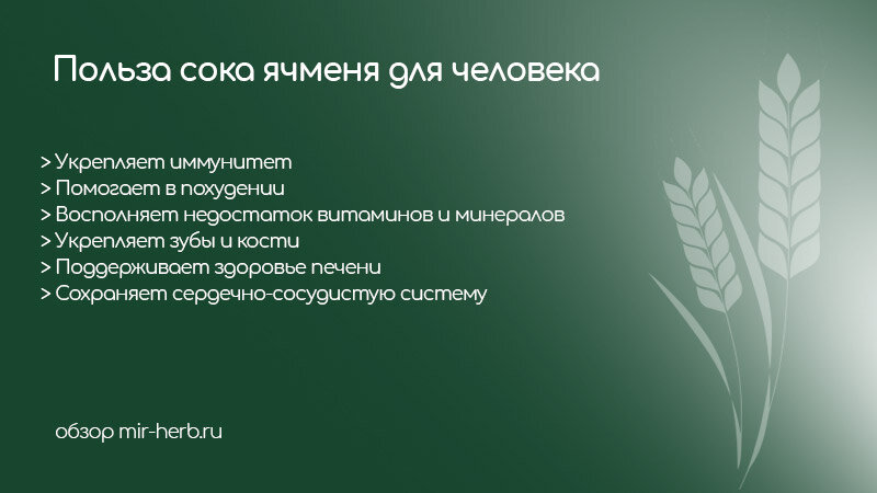 чем полезна ячменная каша для организма. ячмень польза и вред. чем полезна перловая каша для организма. из какого зерна делают ячневую. ячка полезная каша.