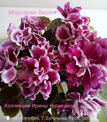 Морозная Вишня                                                                                                                                                                              