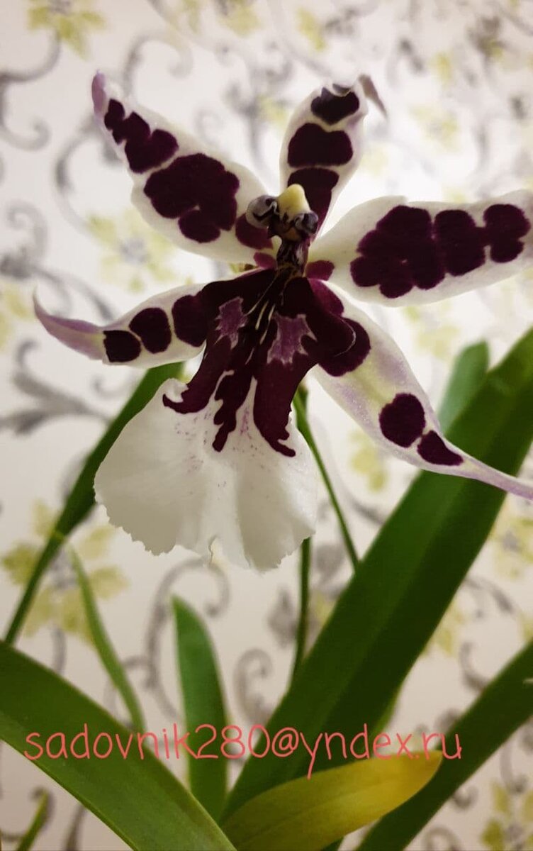 Фото автора Алесад. Мильтассия- ожившая.