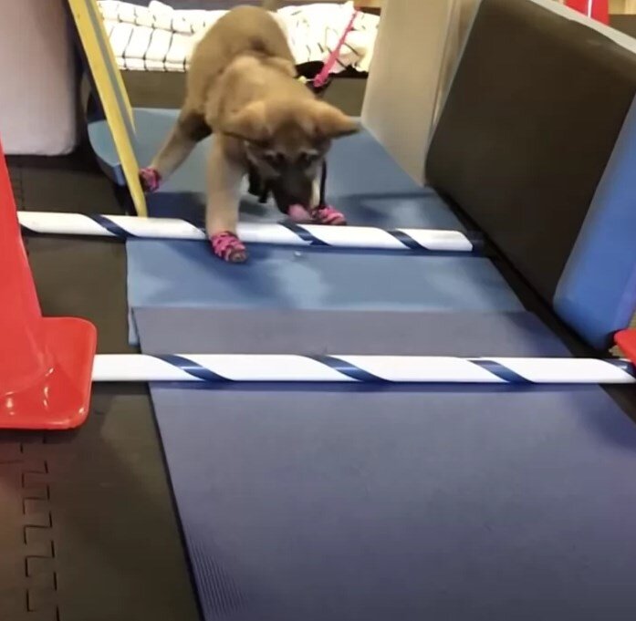 Щенок делает первые шаги