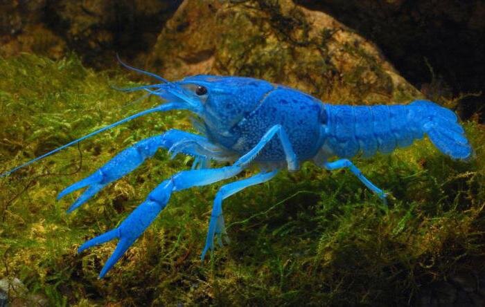 Источник: yandex.ru, Синий флоридский