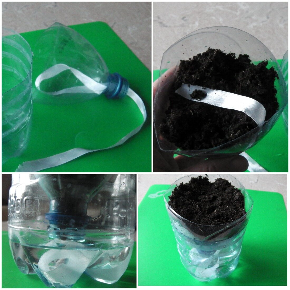 Посев эустомы на фитиль. Коллаж автора