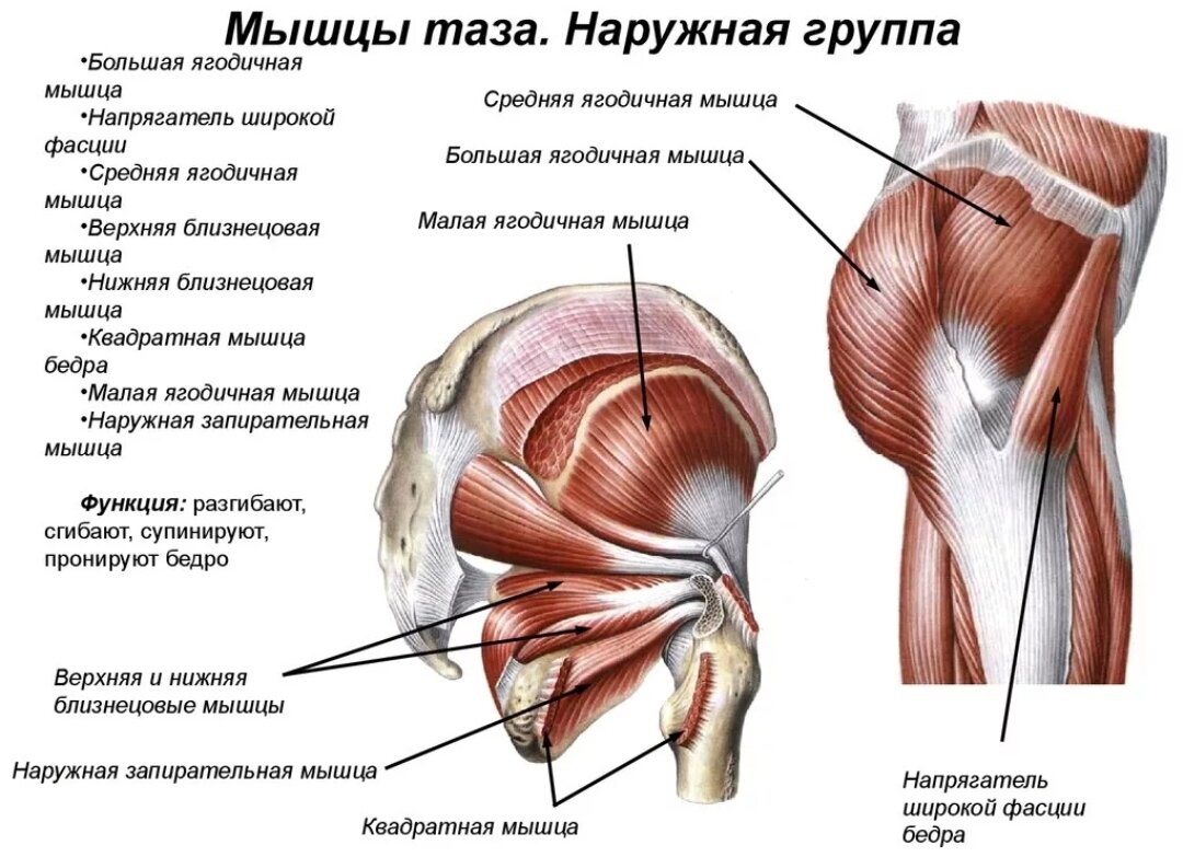 Прямая мышца где. Малая ягодичная мышца таза. Большая ягодичная мышца таза. Мышцы таза средняя ягодичная.