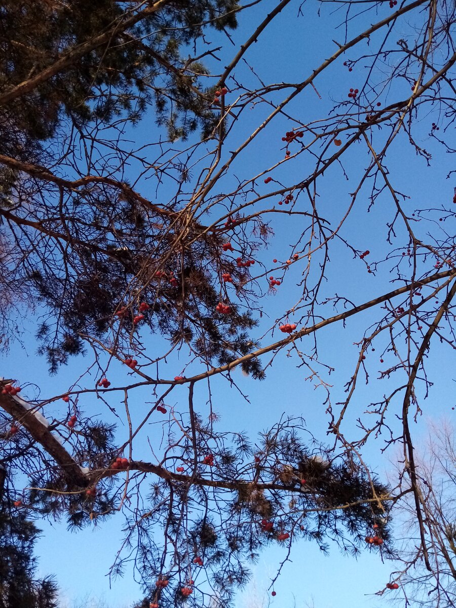 -26, мороз и солнце 