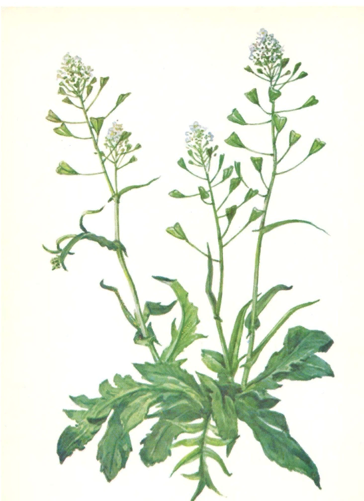 Прикорневая розетка у Пастушьей сумки