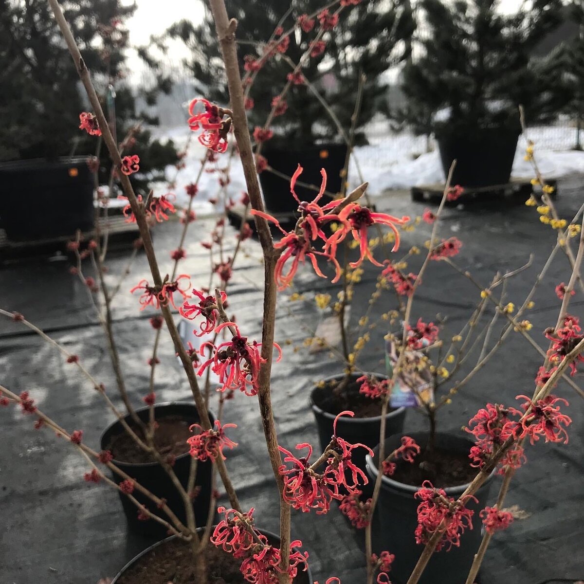 Гамамелис промежуточный Ruby Glow