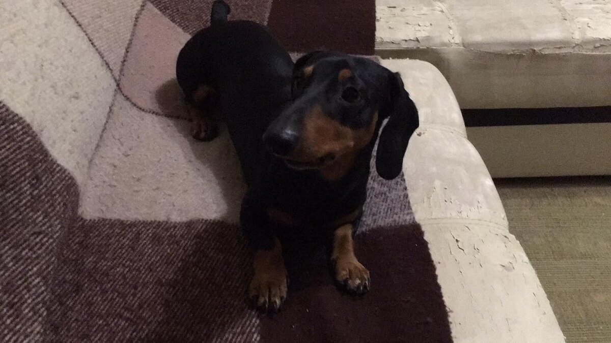 Малыш Марсик.