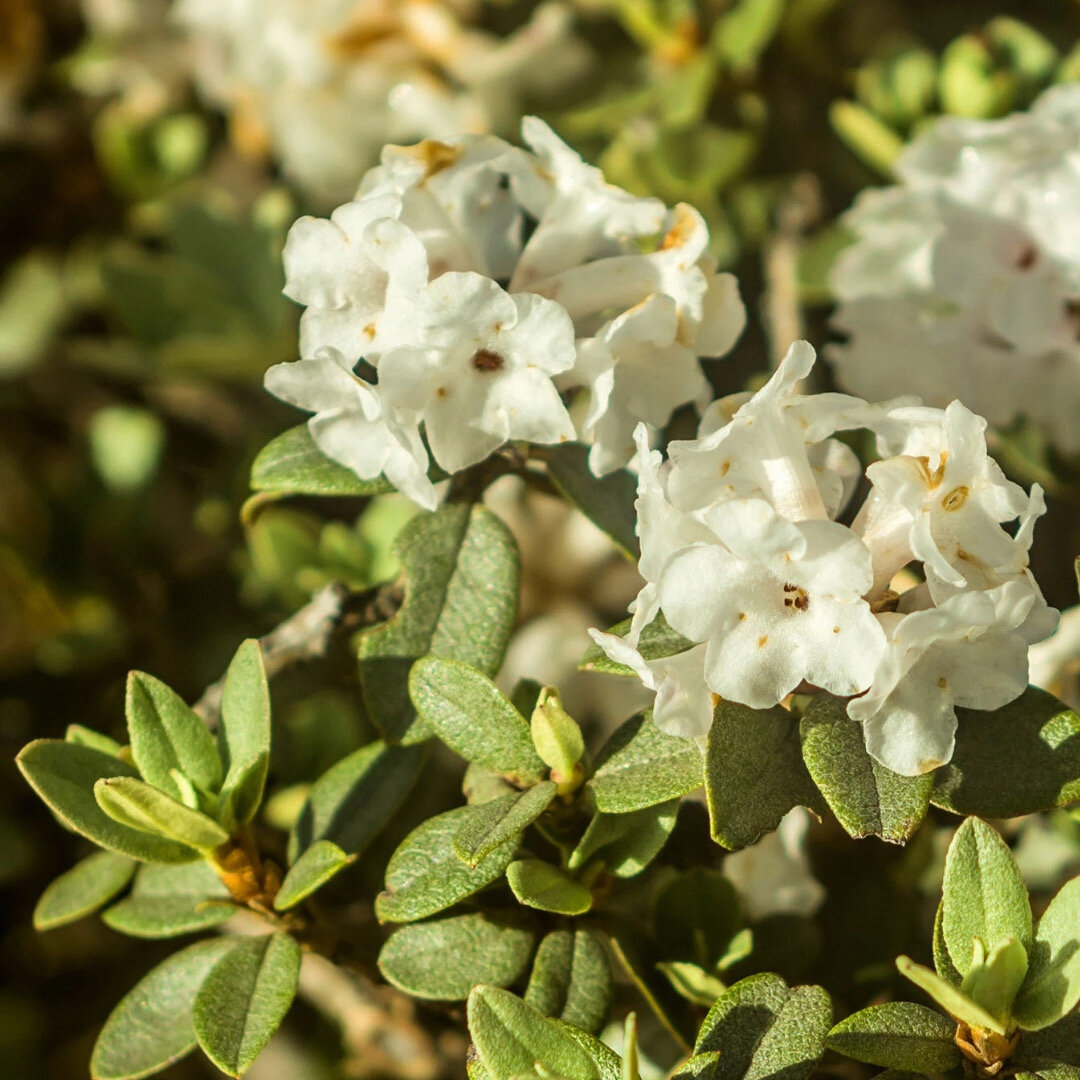 Фото взято из открытого источника 