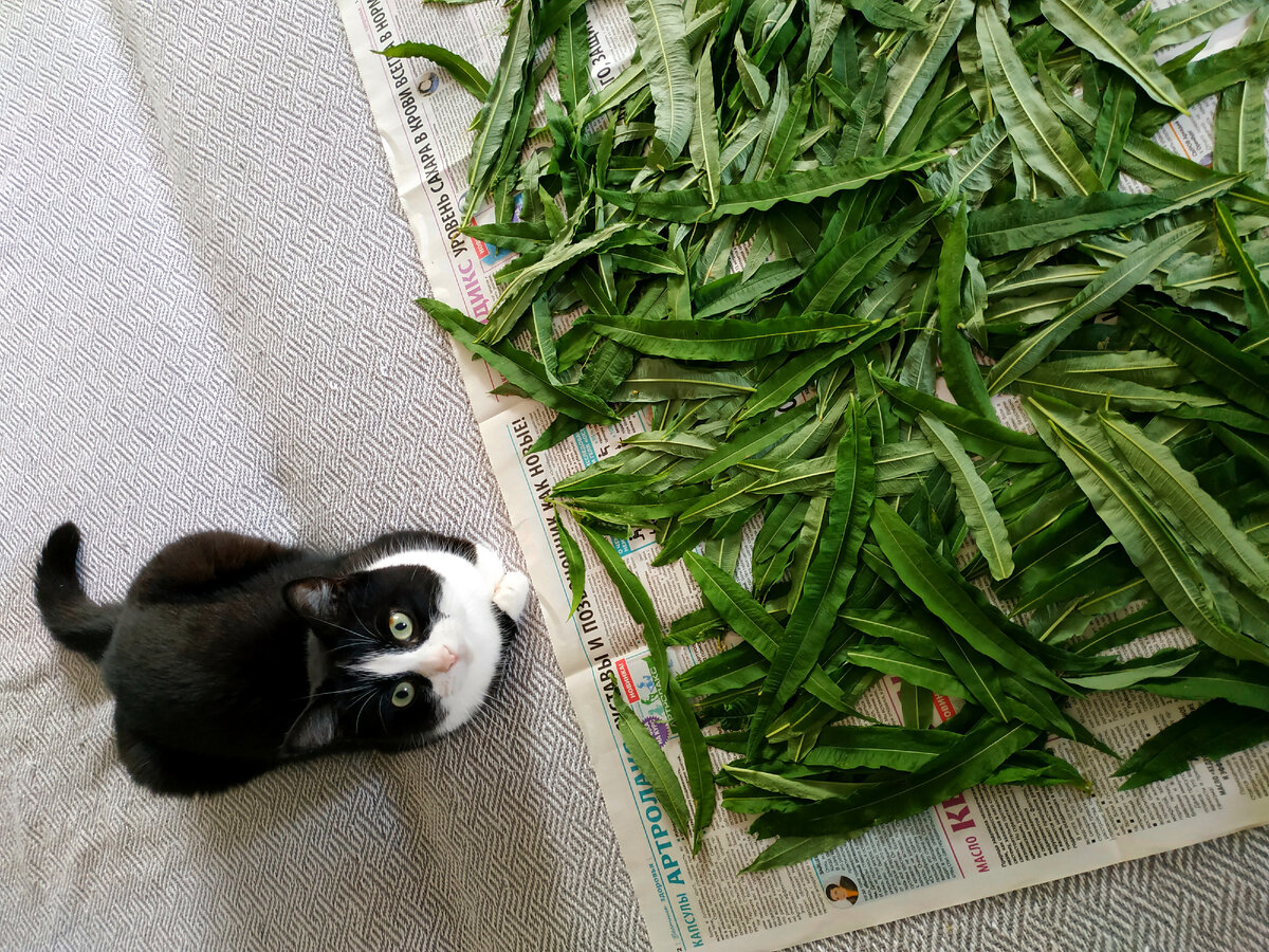 Сушка листа. Помощница скажет, когда будет готово