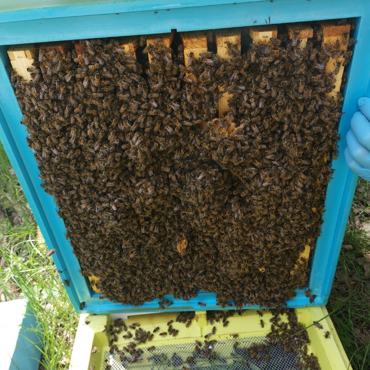 Купить семью пчел