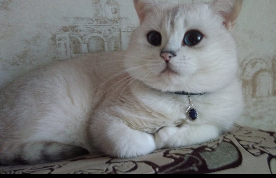 Прекрасен. Брутален. Пушист.