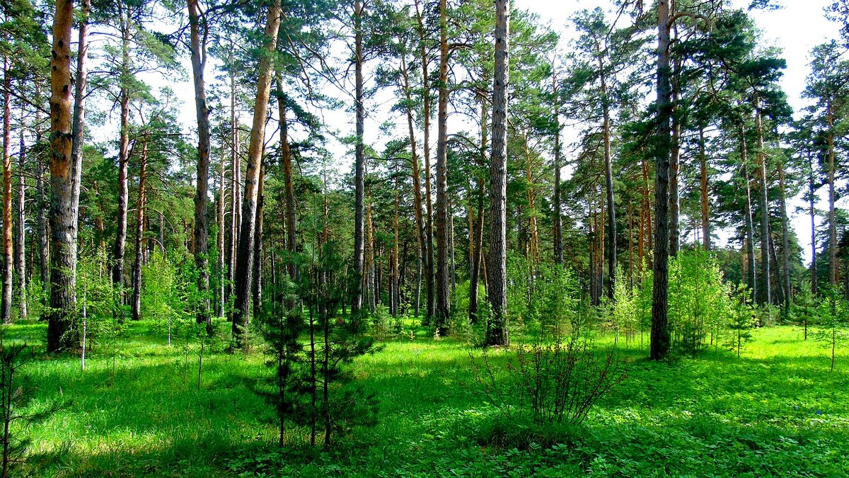 Красота летней тайги, фото https://pixabay.com/ru/