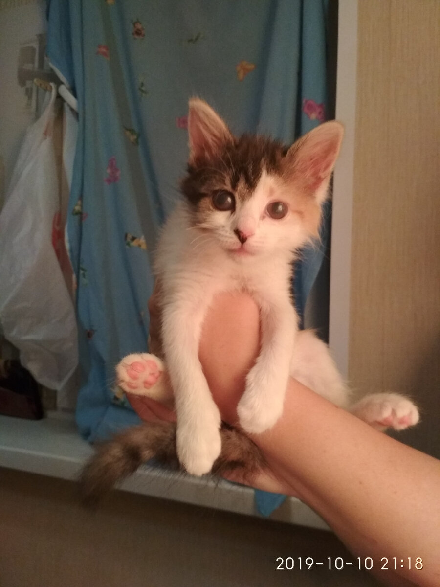 После месяца лечения, стали видны зрачки, а до этого глаза были мутные