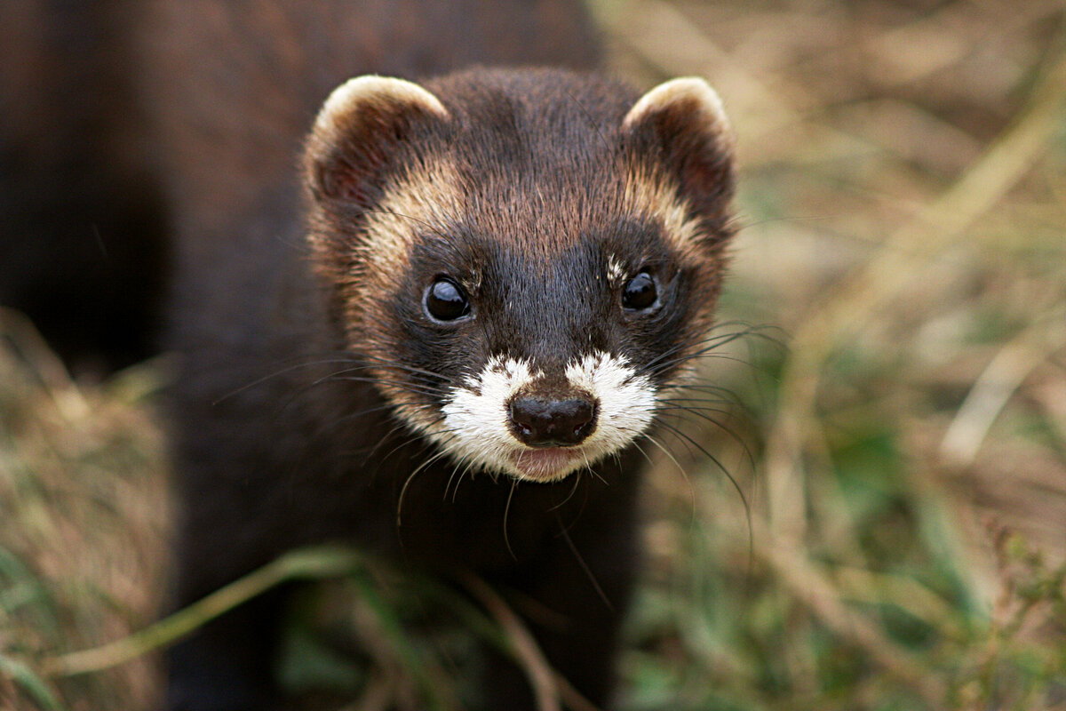 Polecat