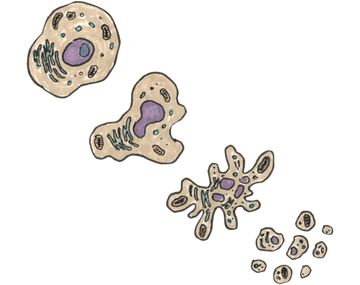 Апоптоз клетки