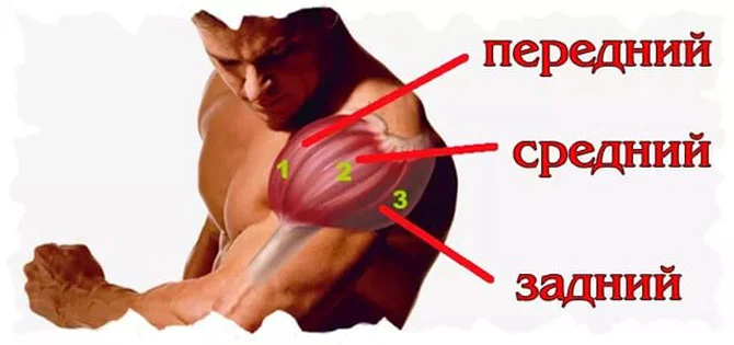 Всё о плечах. Дельтах.