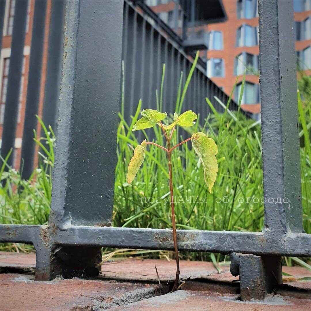 Поросль лезет через бетон и тротуарную плитку 