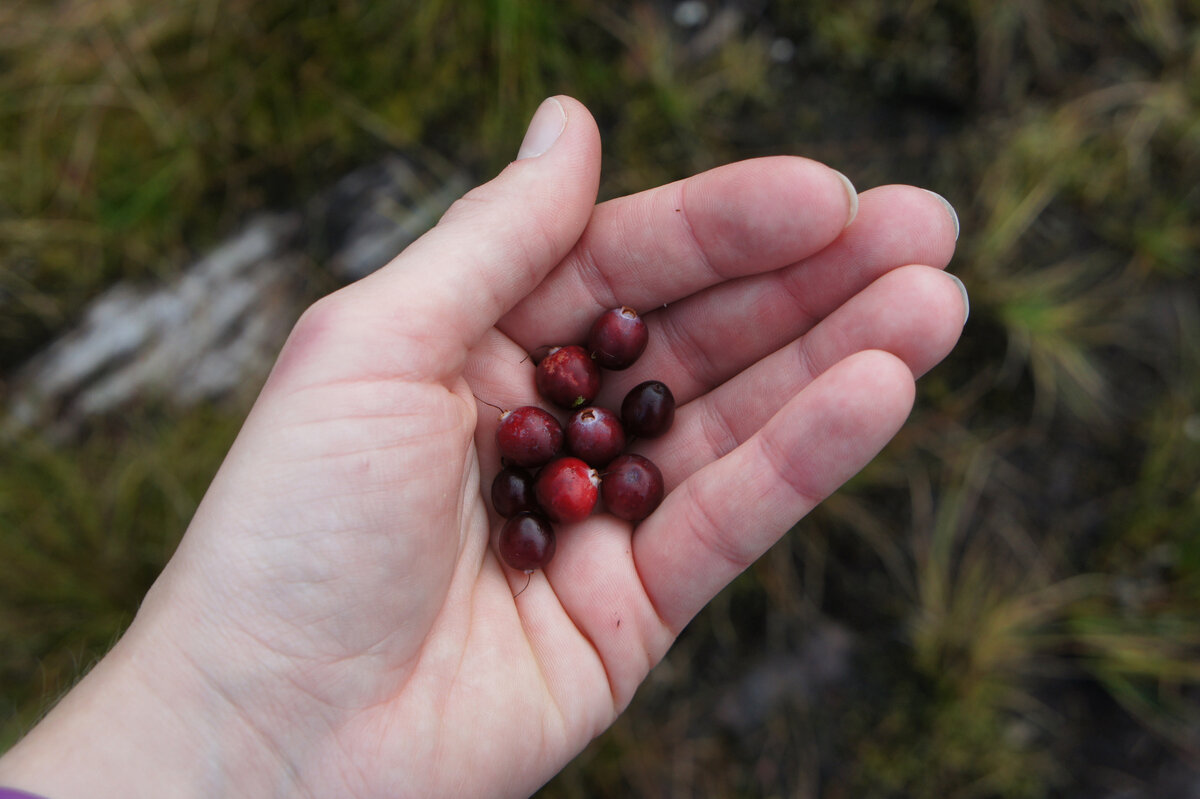 Лес, озеро и каменные руины. Поход одного дня по Гладышевскому ...