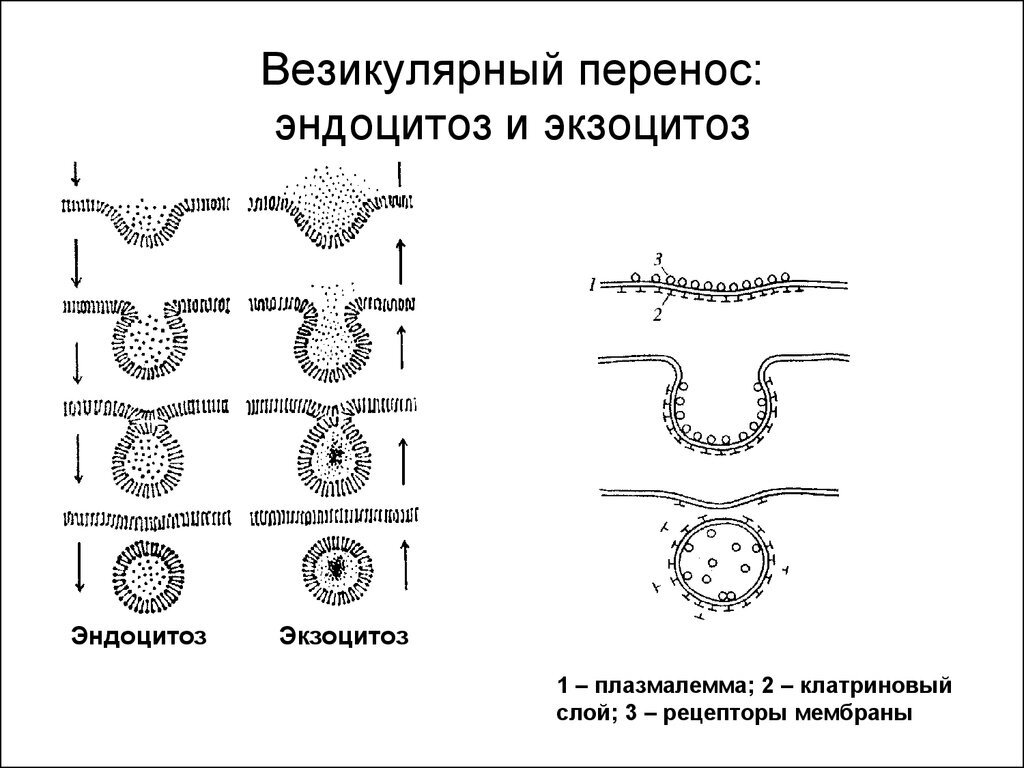 Каким номером на рисунке обозначен органоид посредством которого осуществляется эндо и экзоцитоз