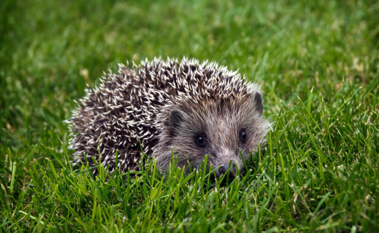 Фото: Яндекс.Картинки