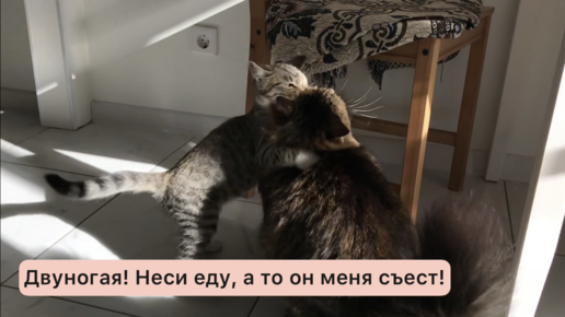 Кот и котёнок - кто охотник, а кто добыча