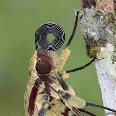 Бражник Xanthopan morgani