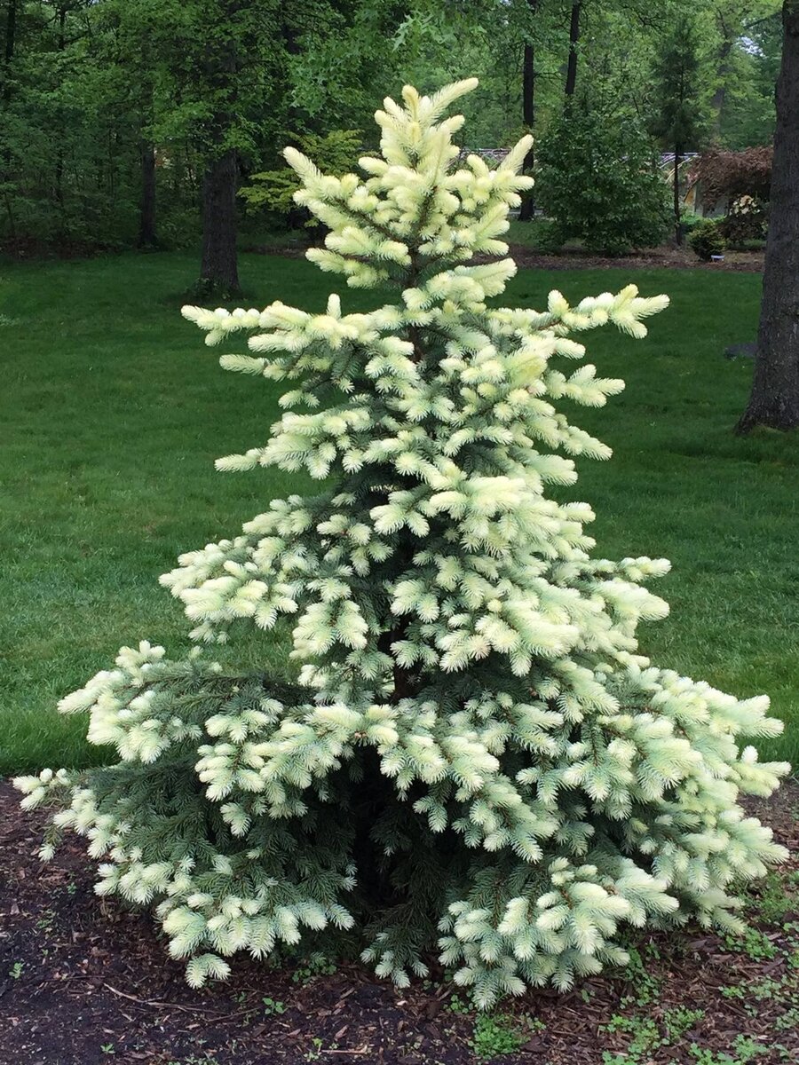 conifercollection.ru