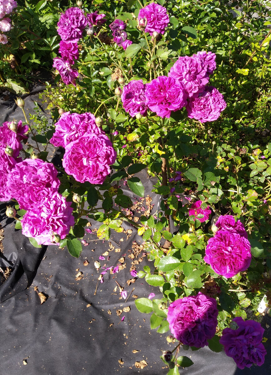 Роза "Вильям Шекспир"