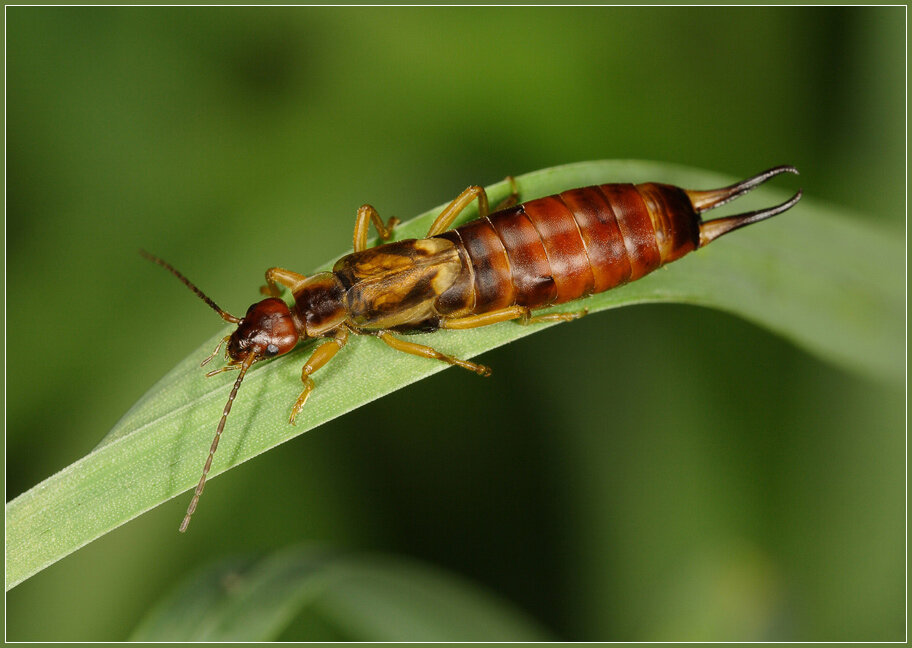  Всеядное насекомое из отряда кожистокрылых.