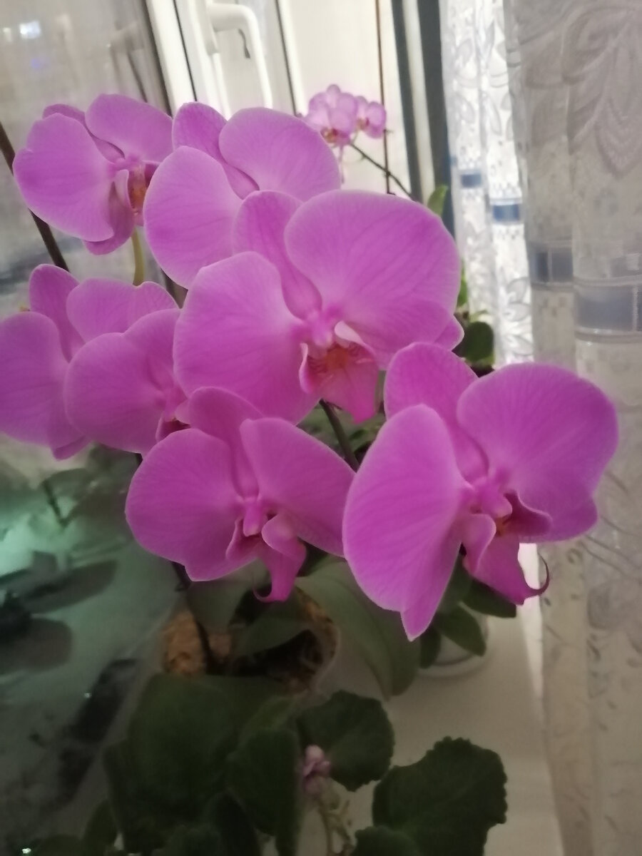 Моя цветущая орхидея. 
